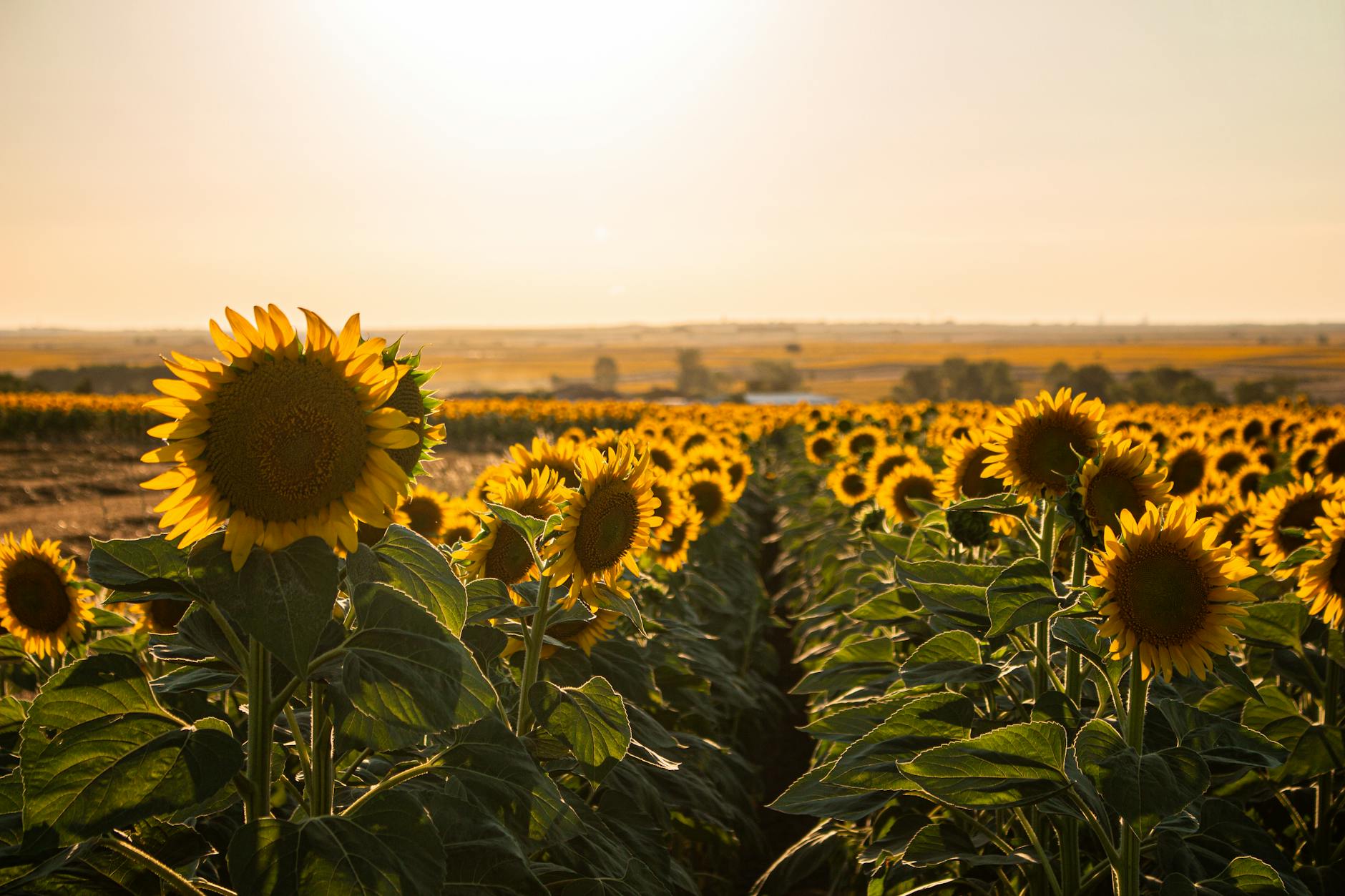 Sonnenblumen im Weinviertel